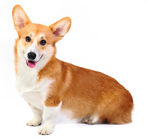 Raca corgi sales